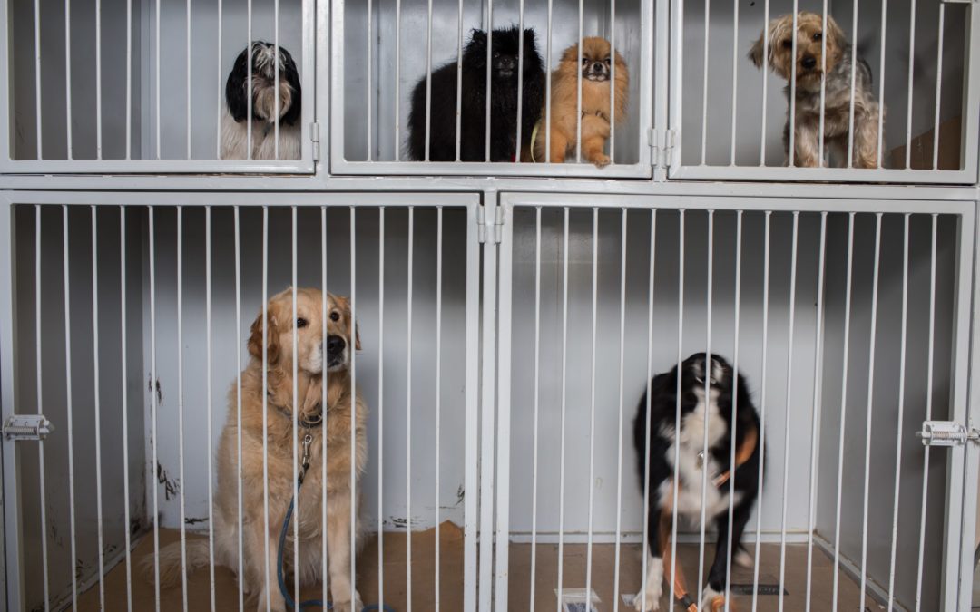 Keller Animal Shelter