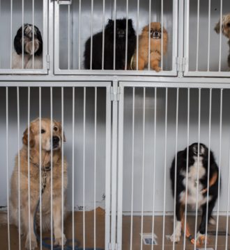 Animal Shelter stock photo